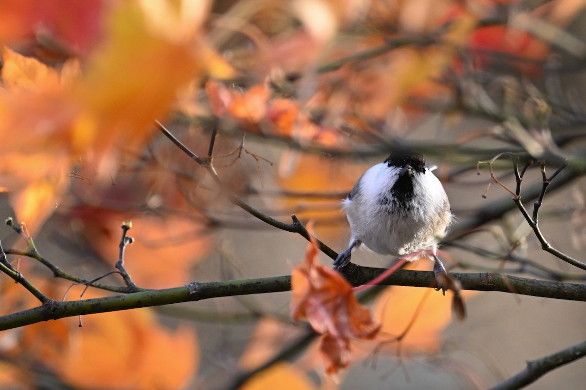 Пухляк - ML645099360