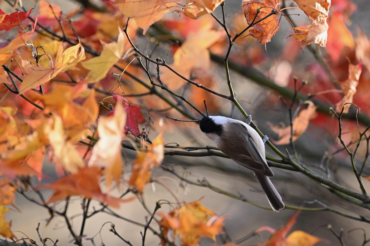 Пухляк - ML645099361