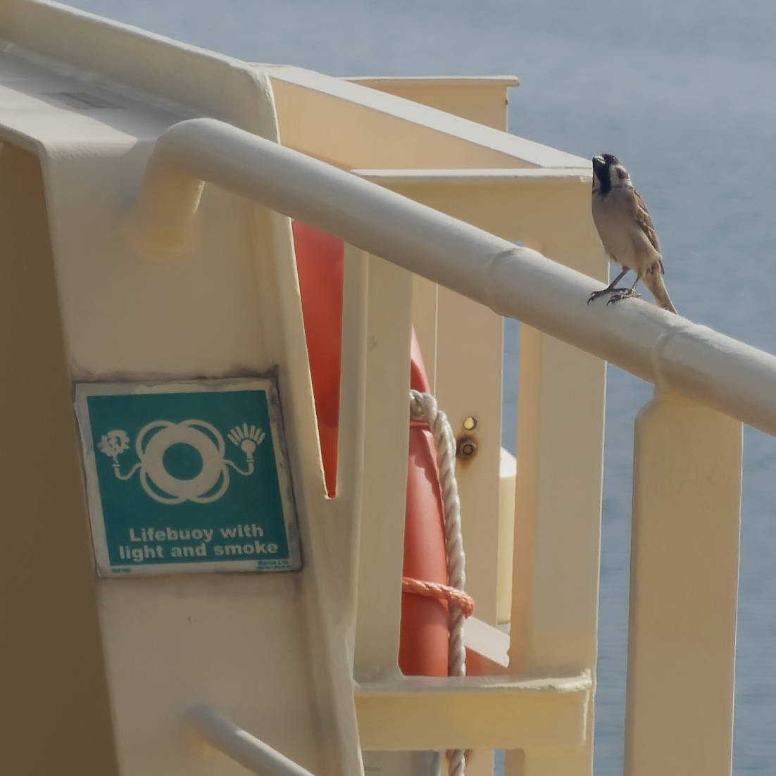 Ağaç Serçesi - ML645099362