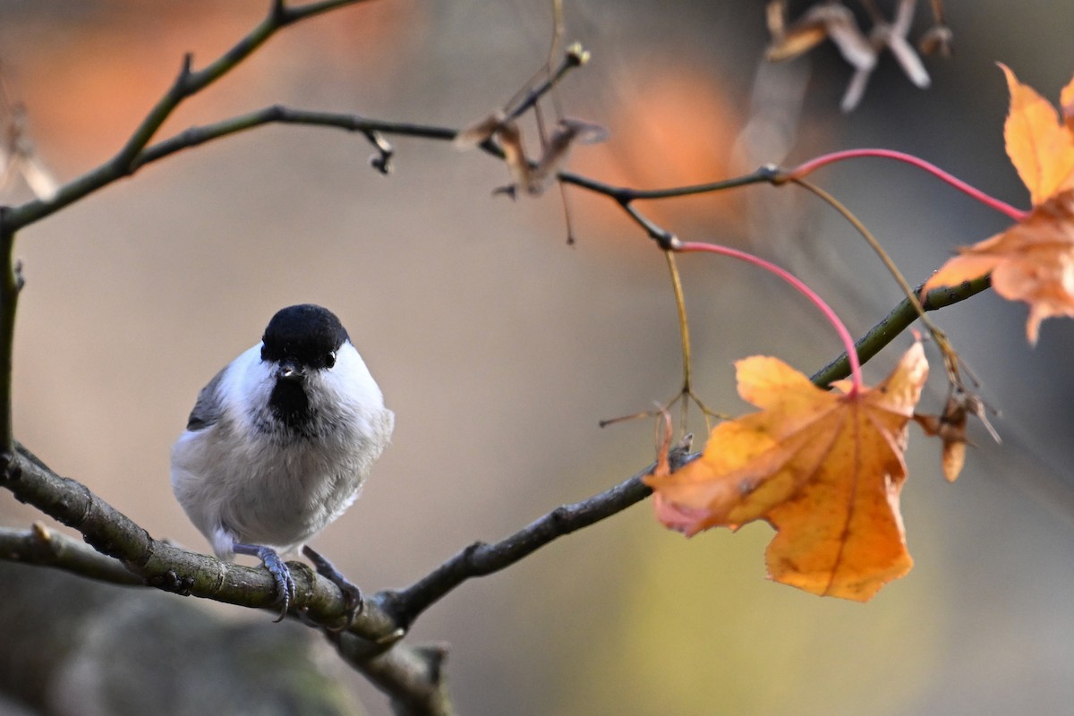 Пухляк - ML645099363