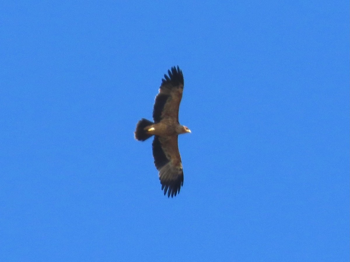 Imperial Eagle - ML645099364