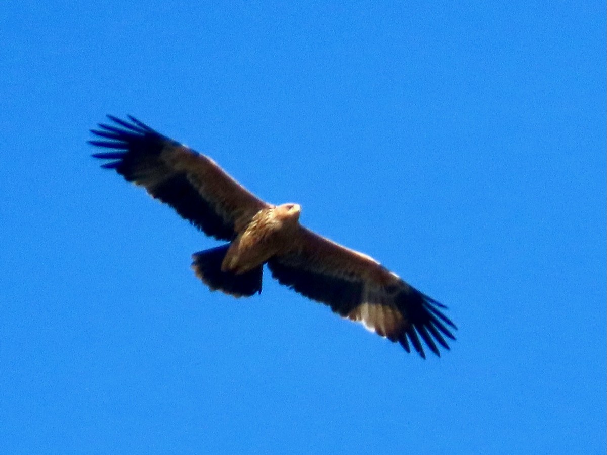 Imperial Eagle - ML645099370