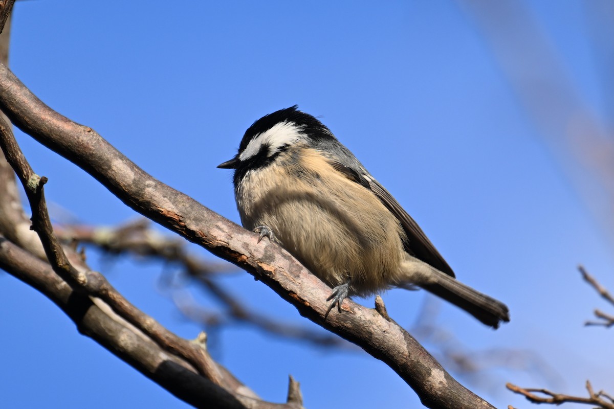 ヒガラ - ML645099371