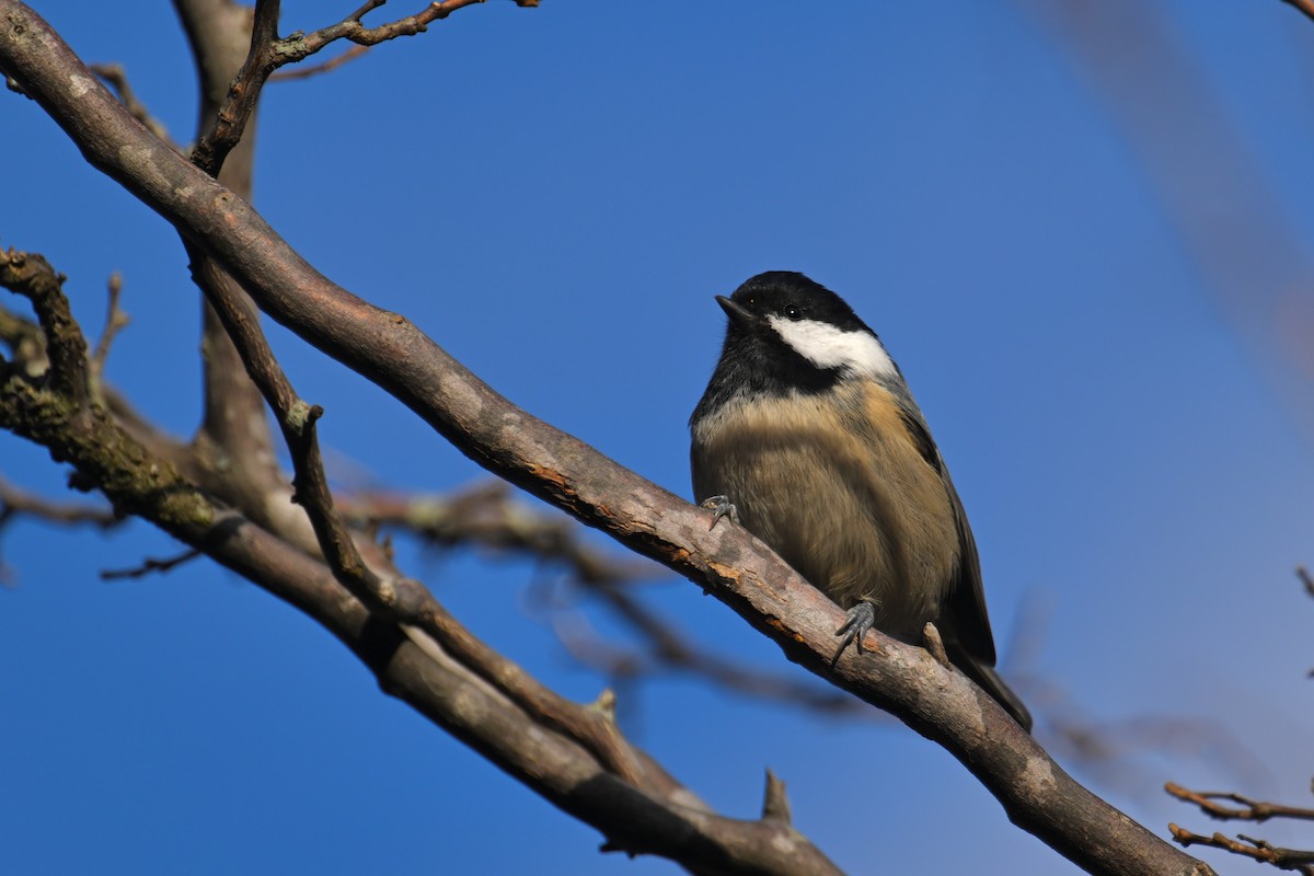 ヒガラ - ML645099372