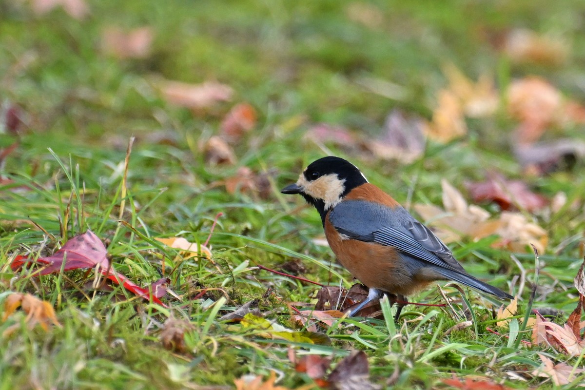 ヤマガラ - ML645099373