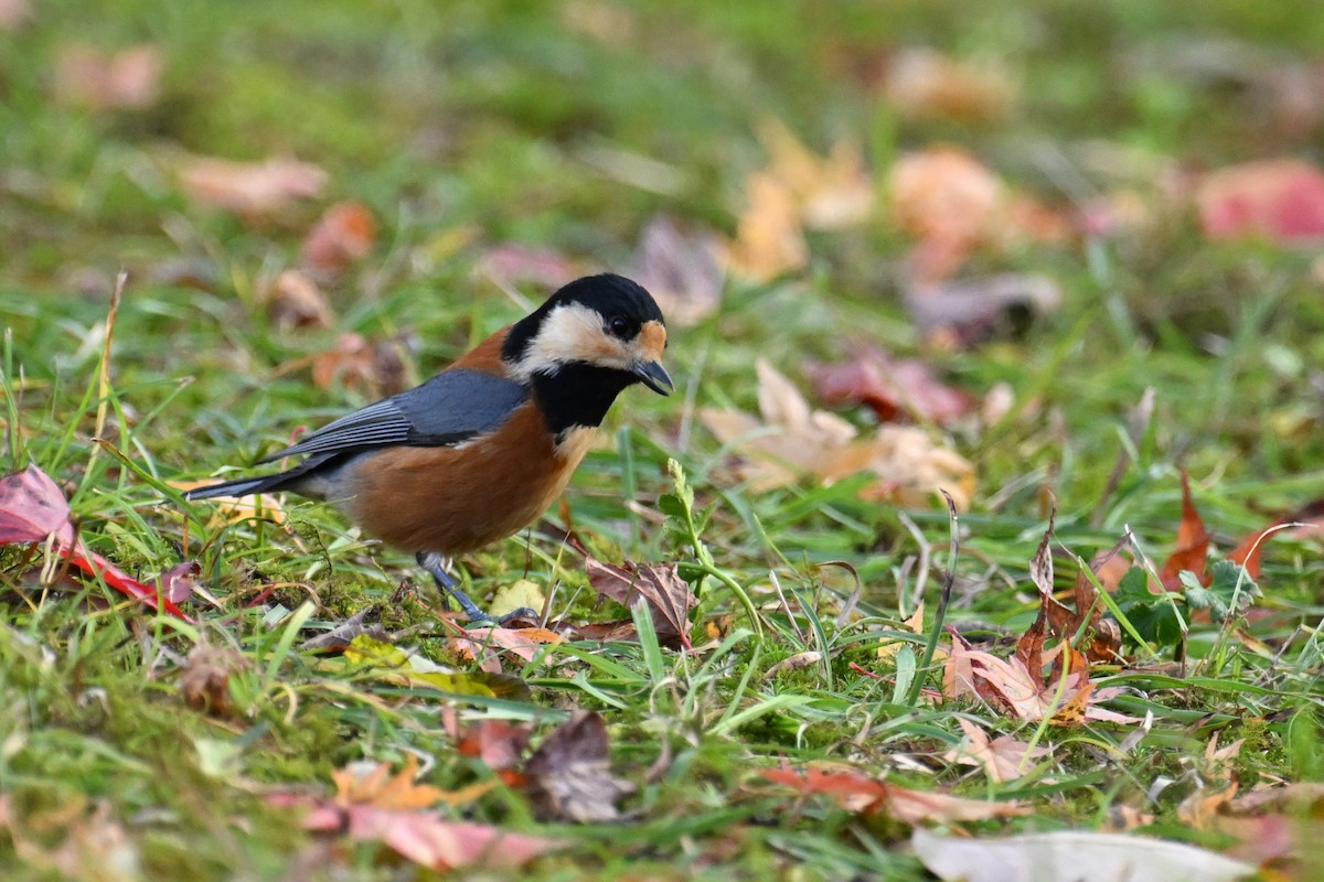 ヤマガラ - ML645099374