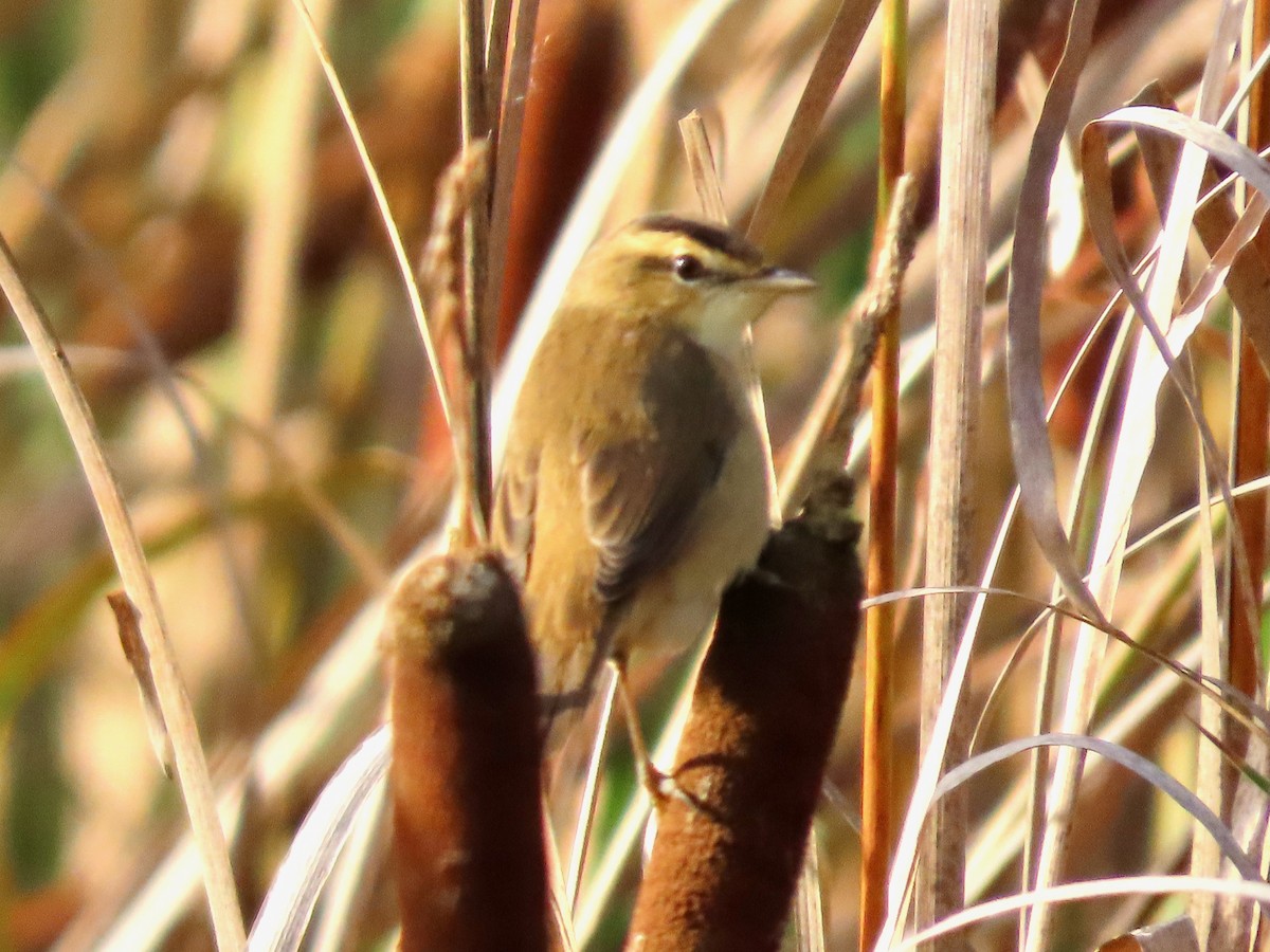 コヨシキリ - ML645099375