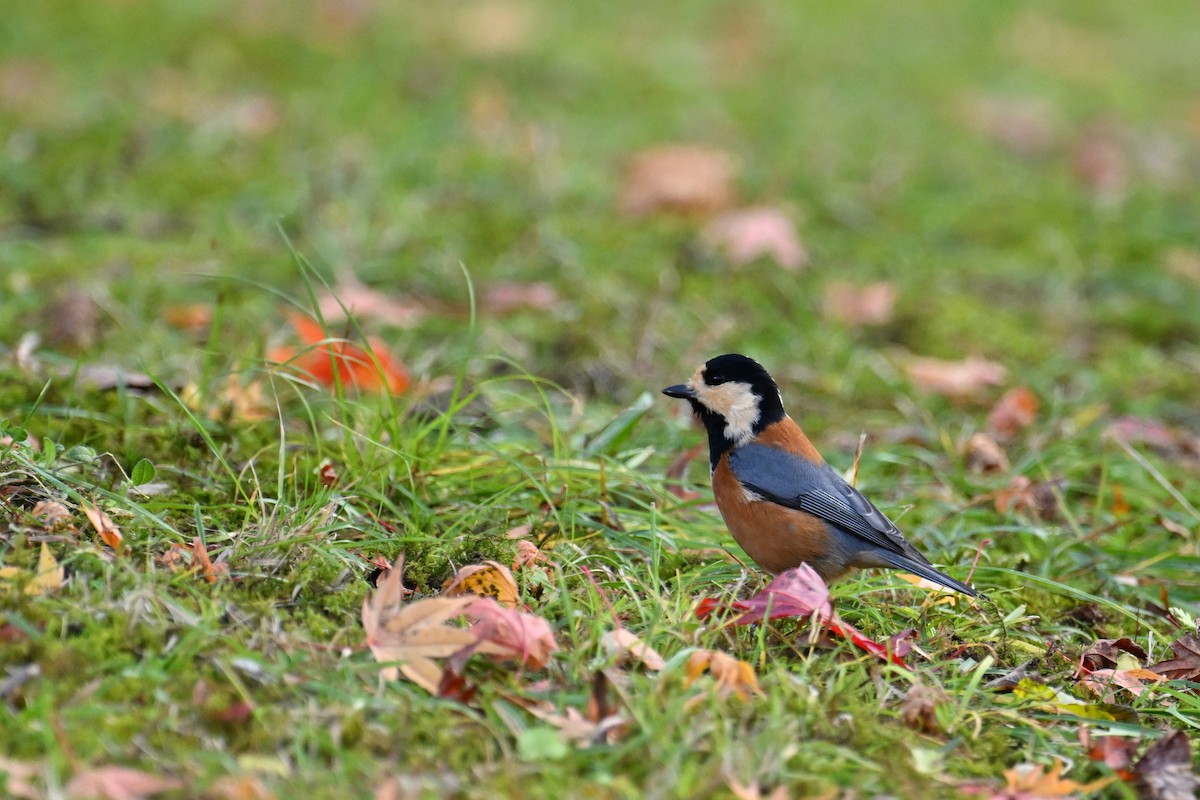 ヤマガラ - ML645099376