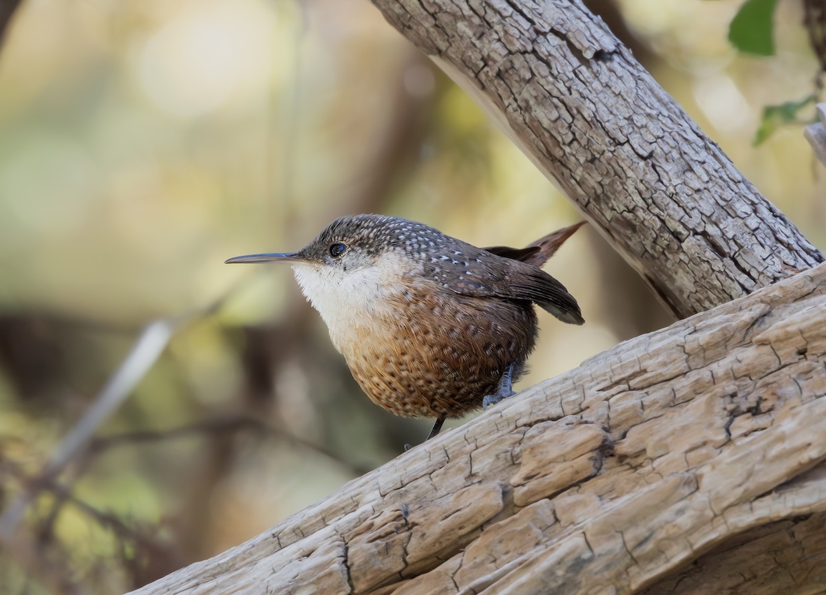 ムナジロミソサザイ - ML645099378