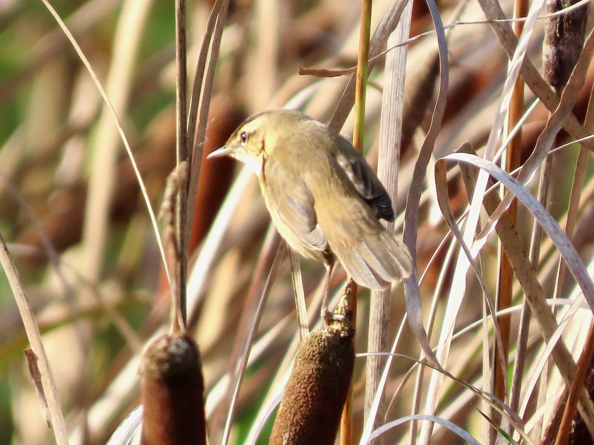 コヨシキリ - ML645099379