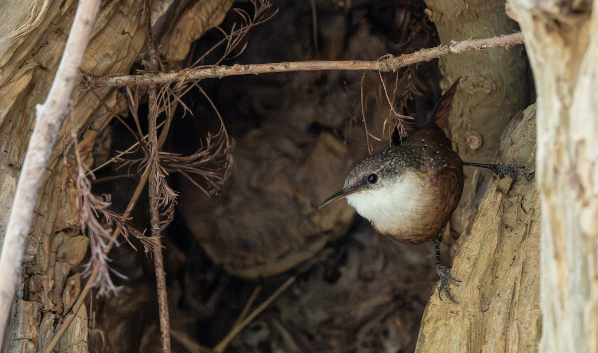 ムナジロミソサザイ - ML645099380