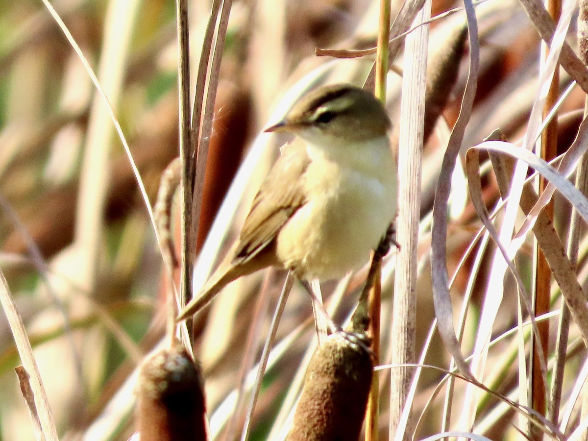 コヨシキリ - ML645099383