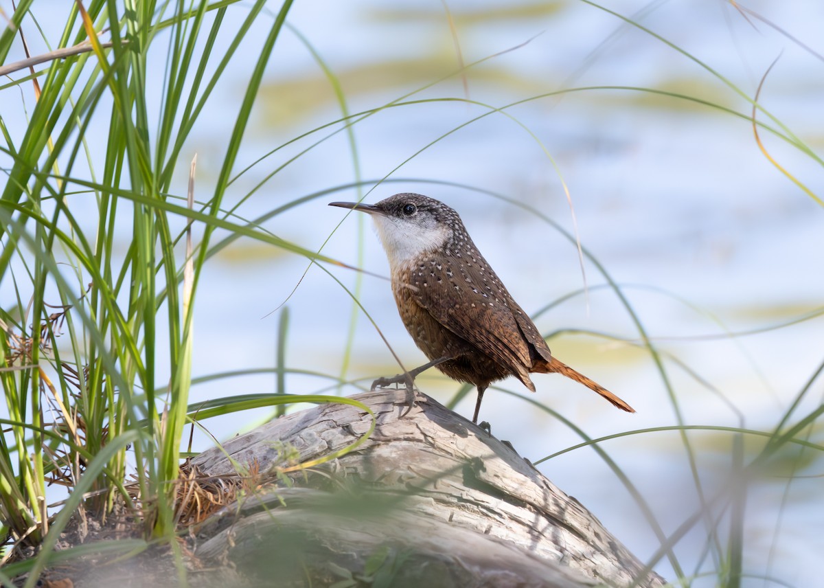 ムナジロミソサザイ - ML645099384