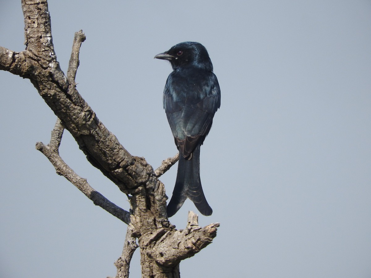 オウチュウ - ML645099385