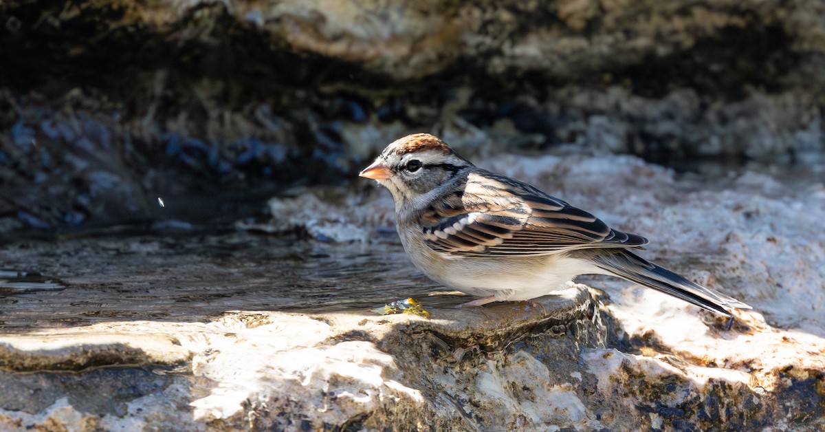 チャガシラヒメドリ - ML645099386