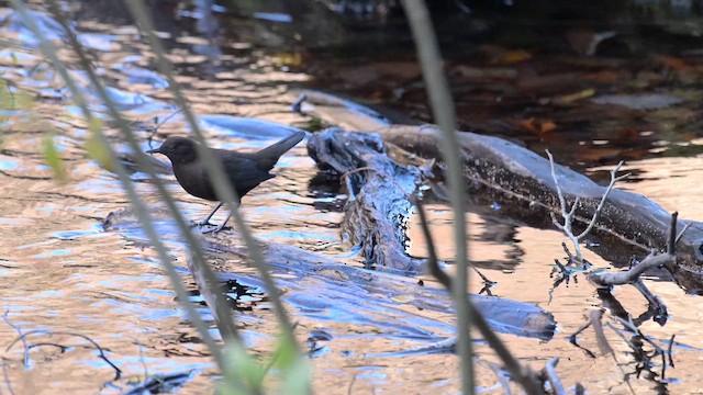 カワガラス - ML645099387