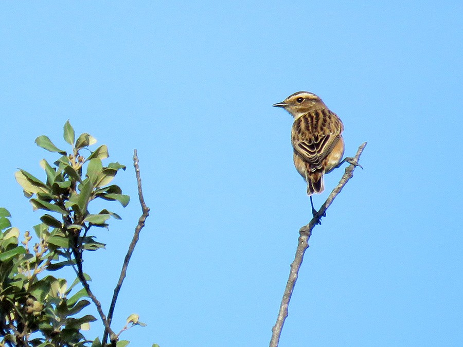 マミジロノビタキ - ML645099388