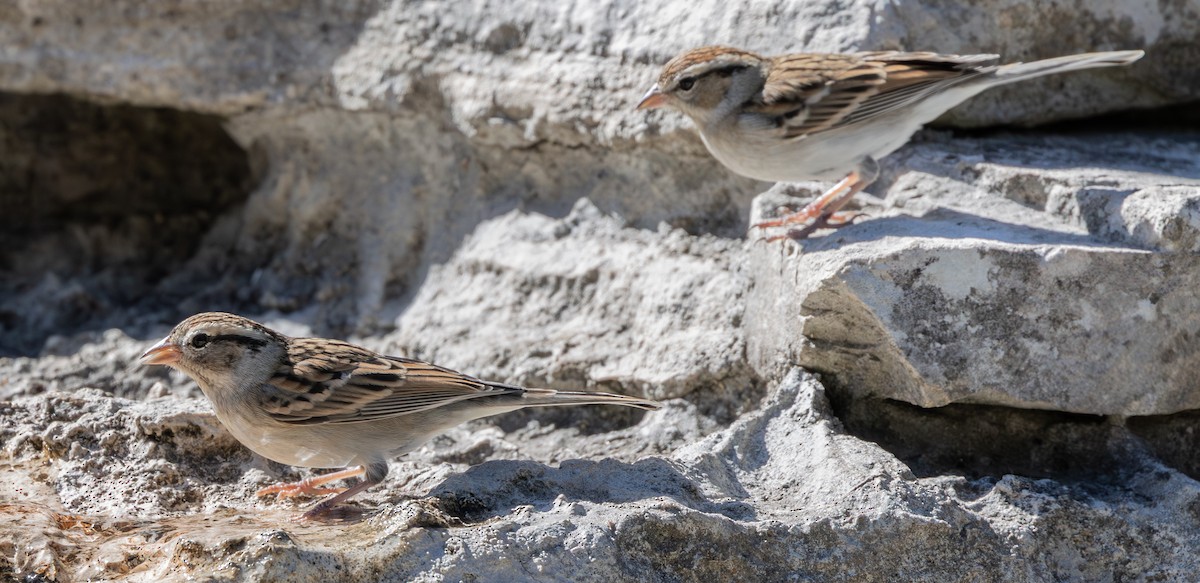 チャガシラヒメドリ - ML645099389