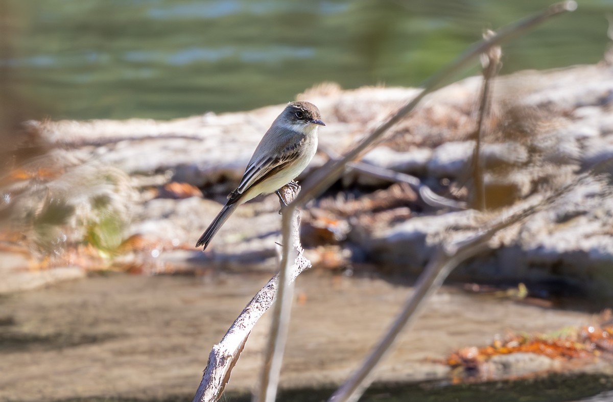 ツキヒメハエトリ - ML645099391