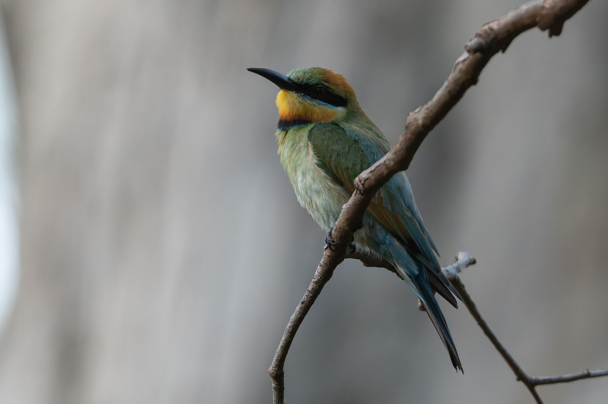 ハチクイ - ML645099392