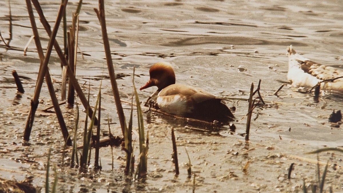 アカハシハジロ - ML645099393