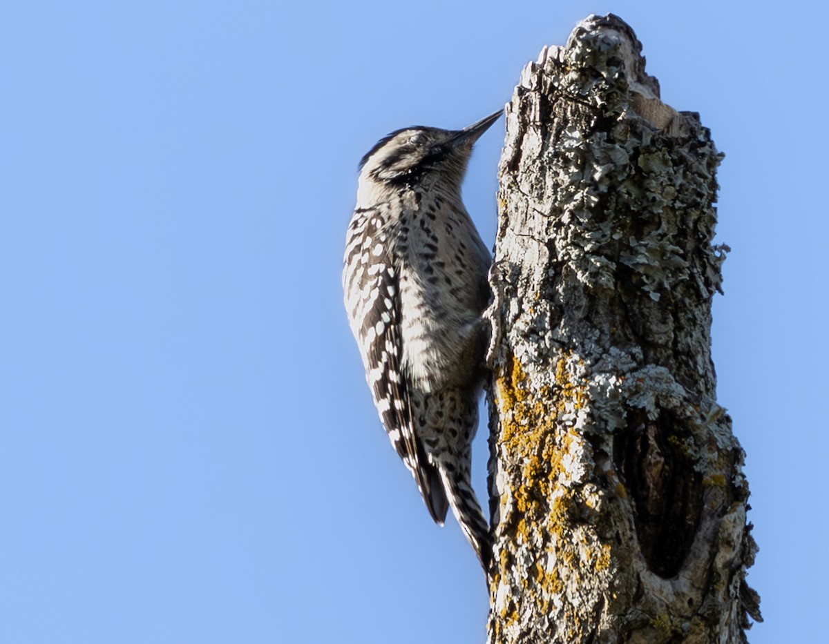 シマアカゲラ - ML645099394