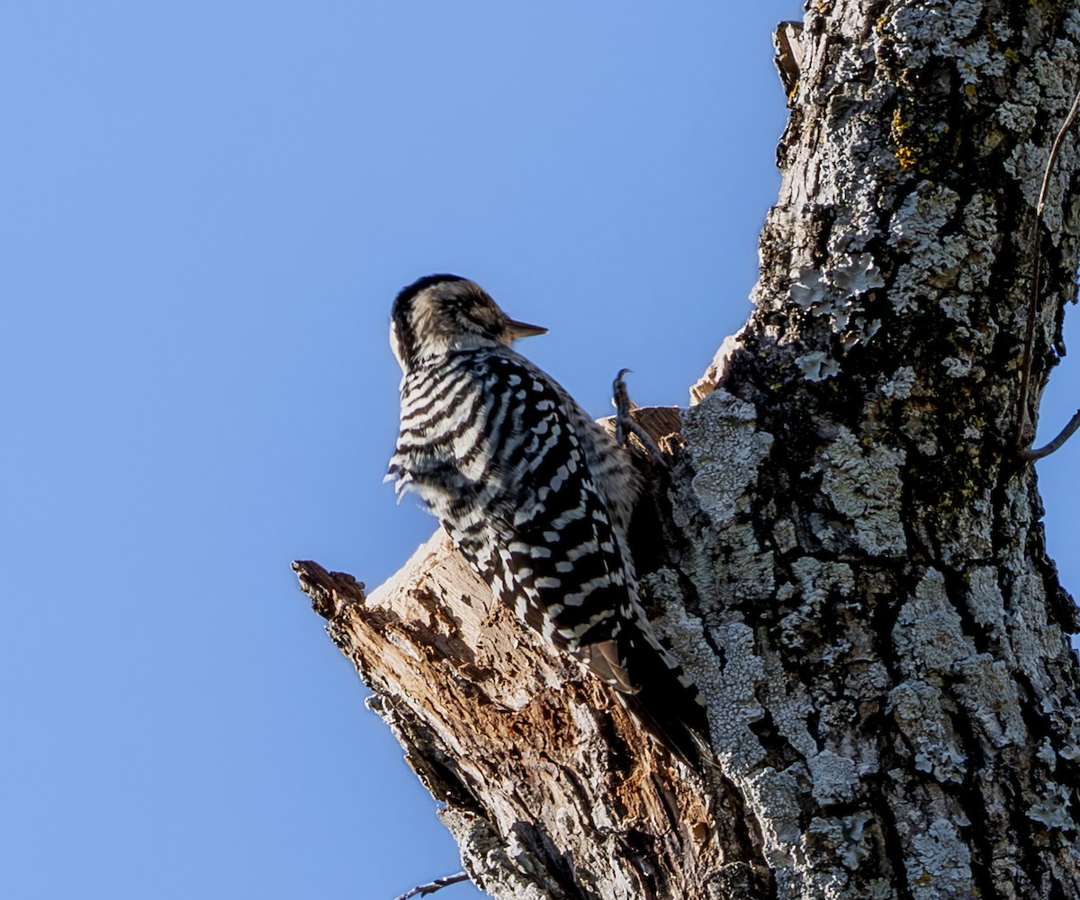 シマアカゲラ - ML645099395