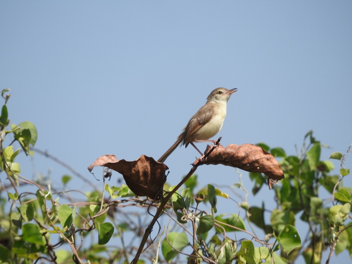 アジアマミハウチワドリ - ML645099397
