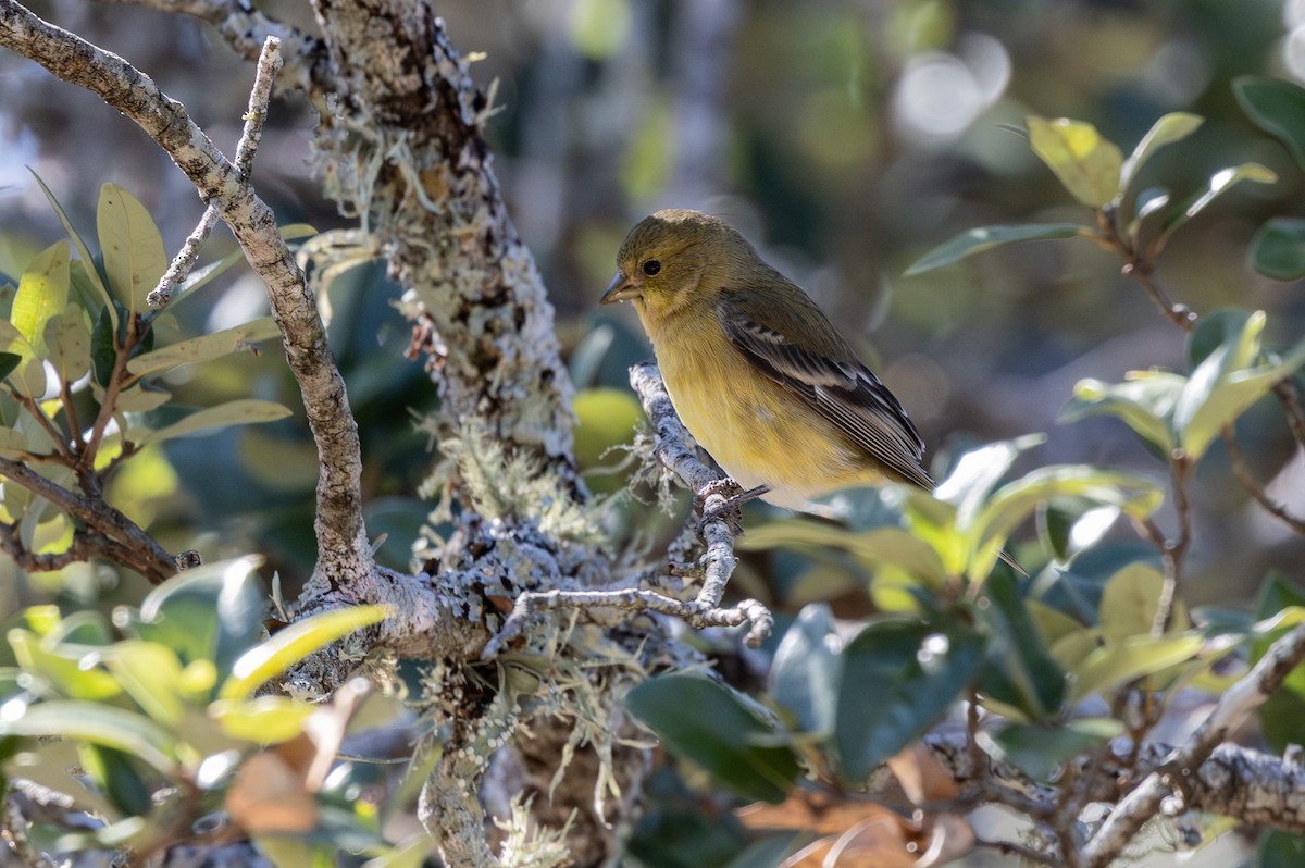 ヒメキンヒワ - ML645099398