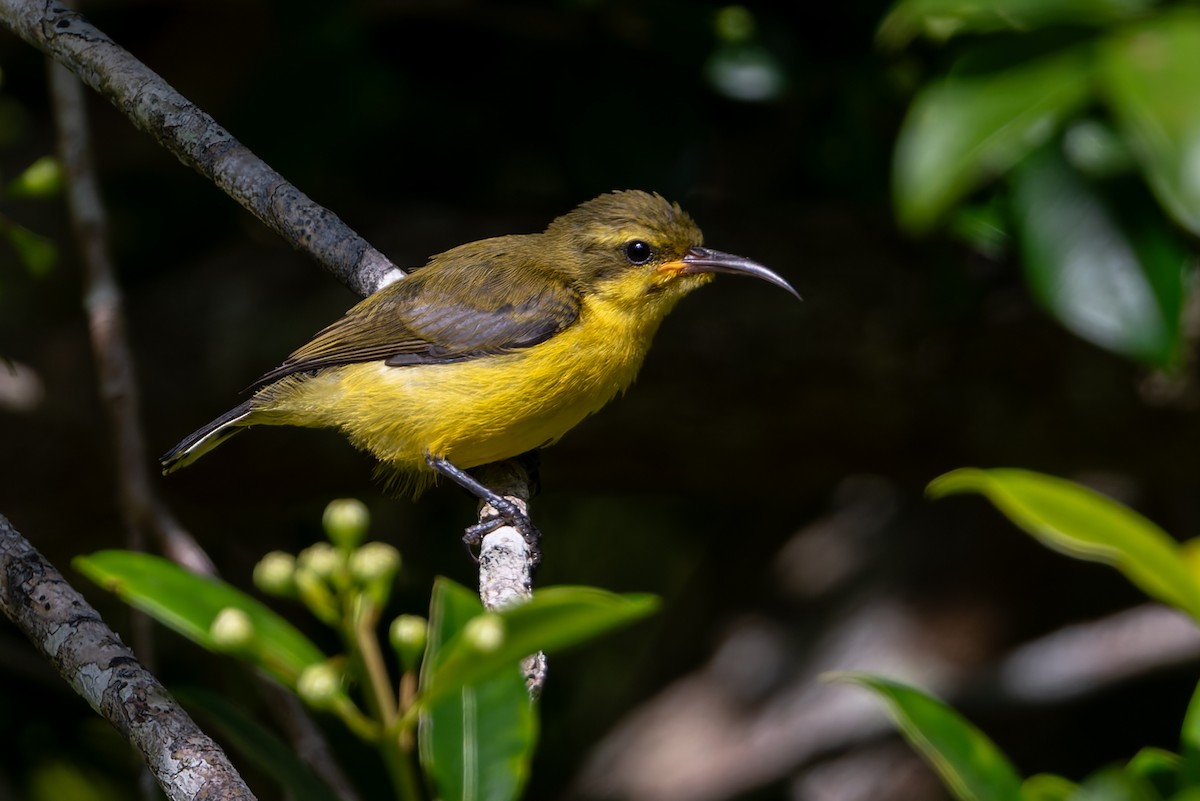 Sahul Sunbird - ML645099399