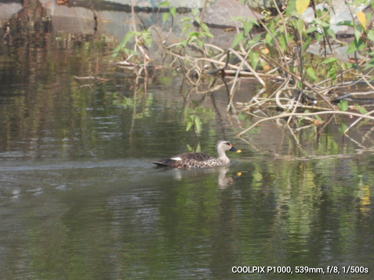 アカボシカルガモ - ML645099400