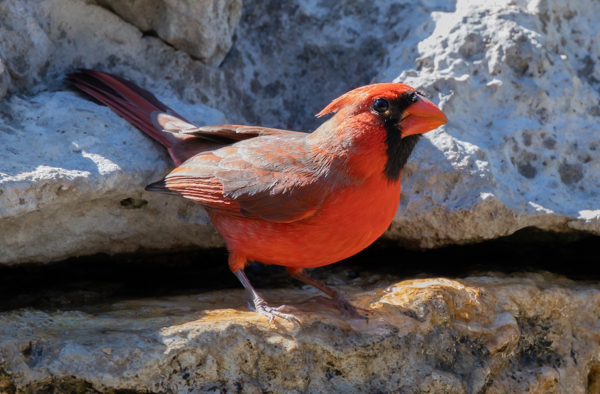 ショウジョウコウカンチョウ - ML645099401