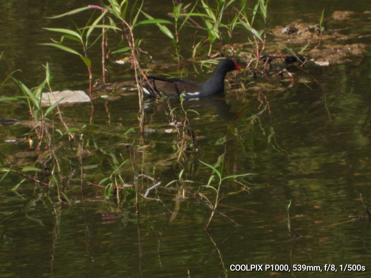 バン - ML645099402