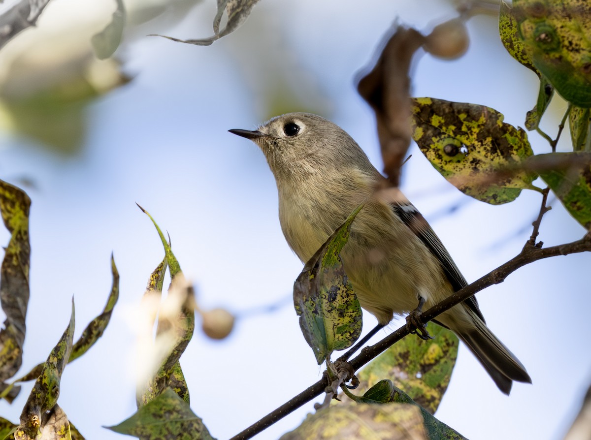 Gözlüklü Çalıkuşu - ML645099409