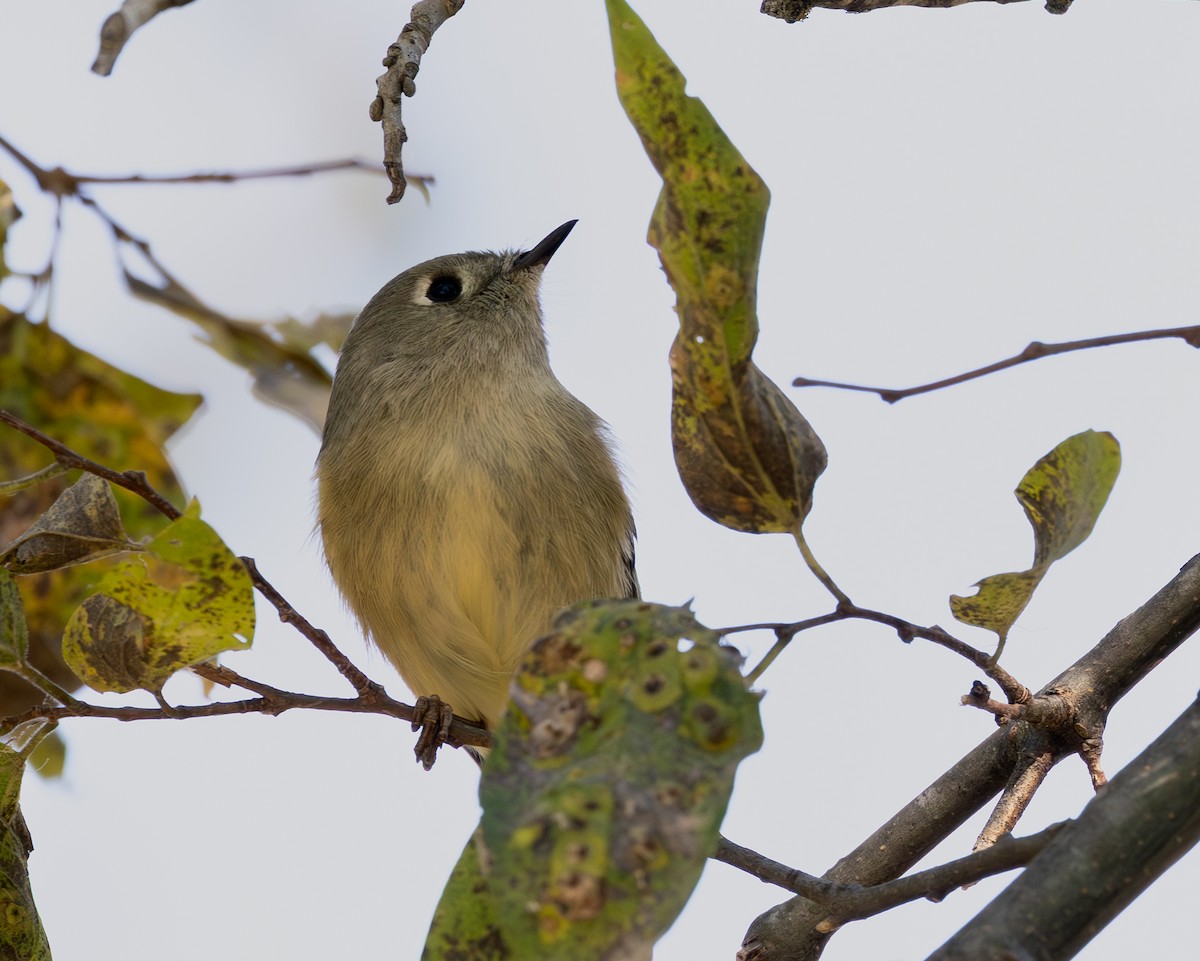 Gözlüklü Çalıkuşu - ML645099410