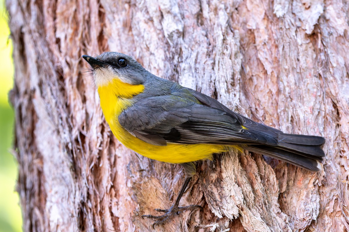 Eastern Yellow Robin - ML645099443