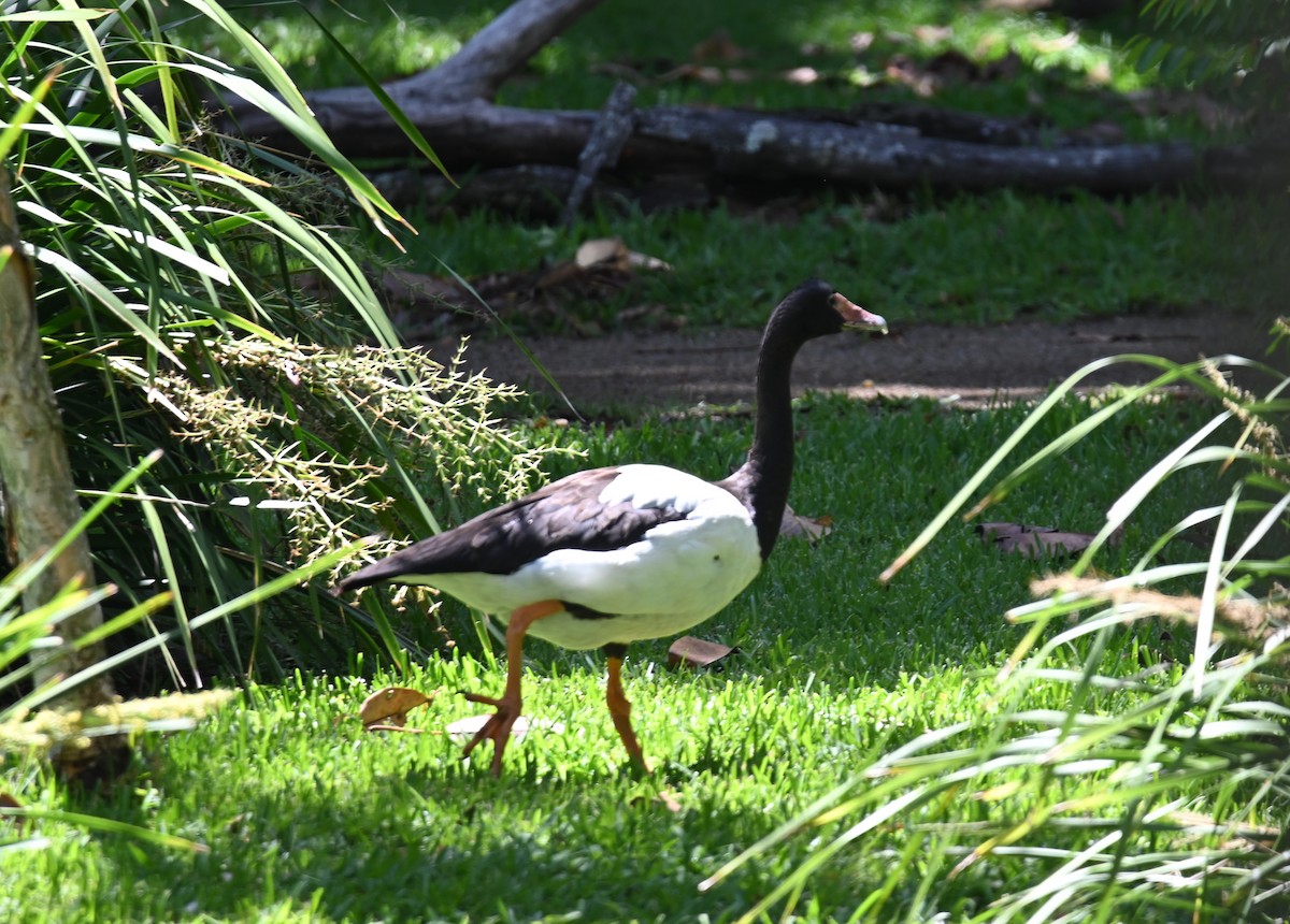 Magpie Goose - ML645099456