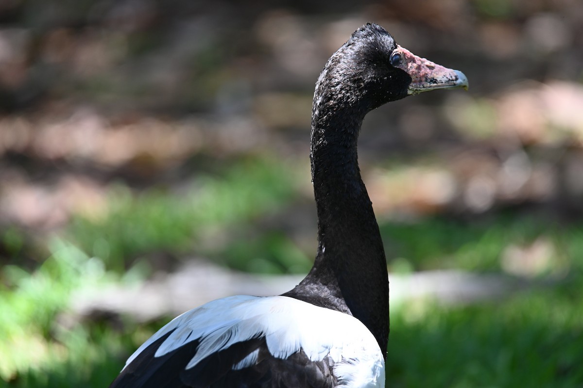 Magpie Goose - ML645099462