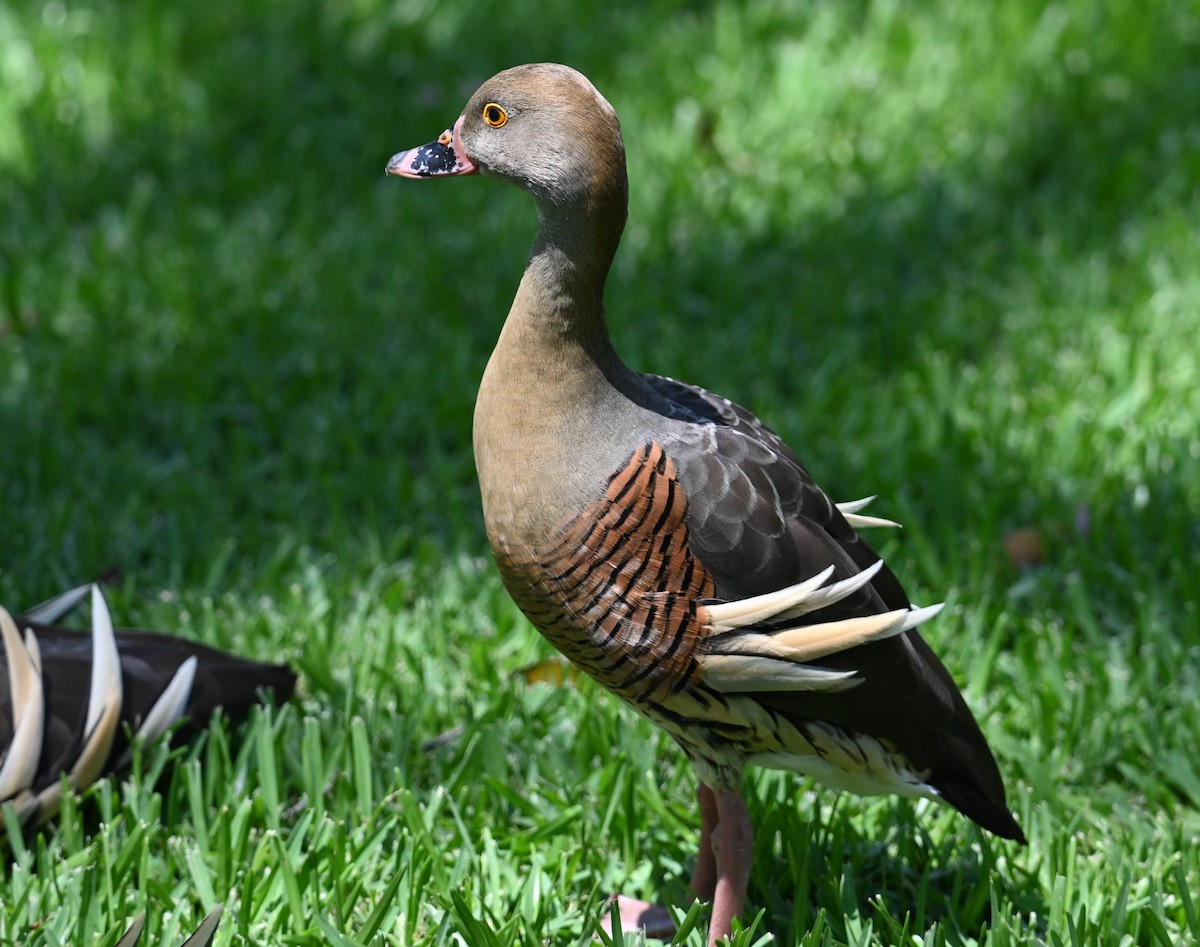 Plumed Whistling-Duck - ML645099471