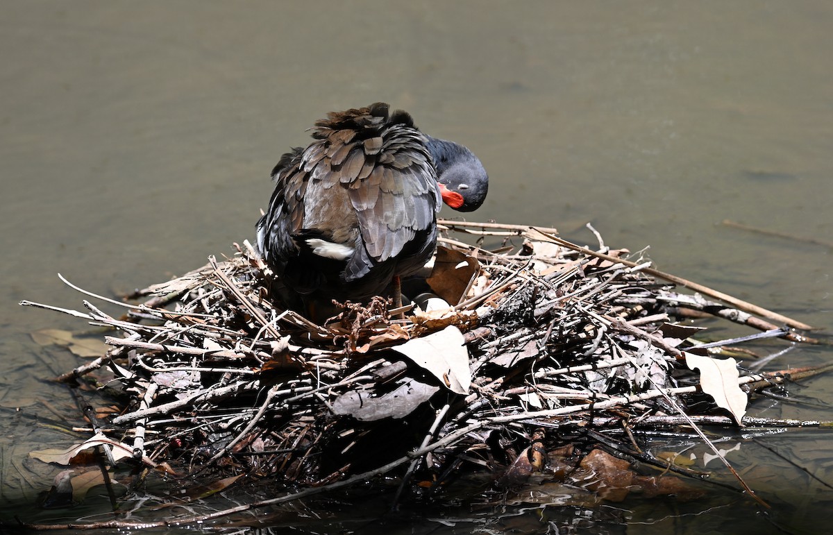 Dusky Moorhen - ML645099480