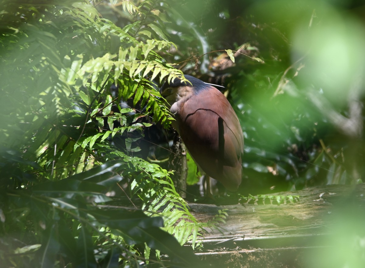 Nankeen Night Heron - ML645099481