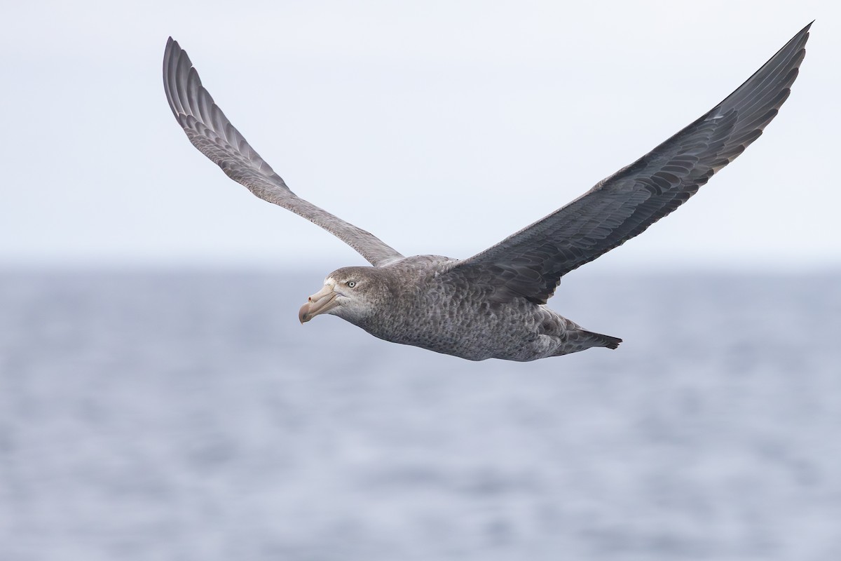 Northern Giant-Petrel - ML645099485