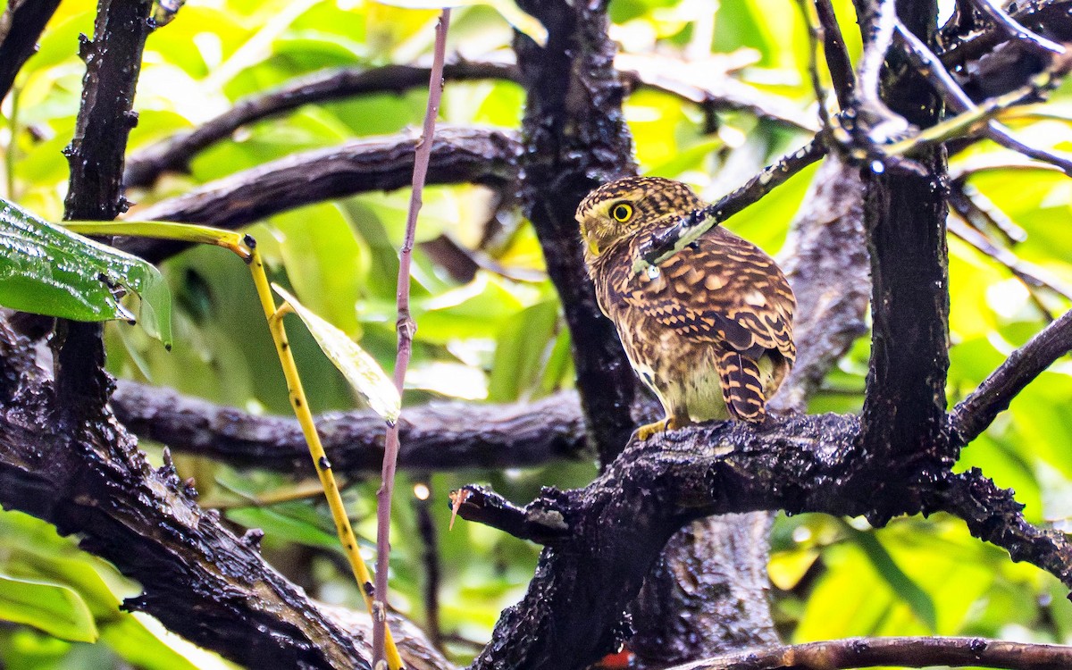 Collared Owlet - ML645099492