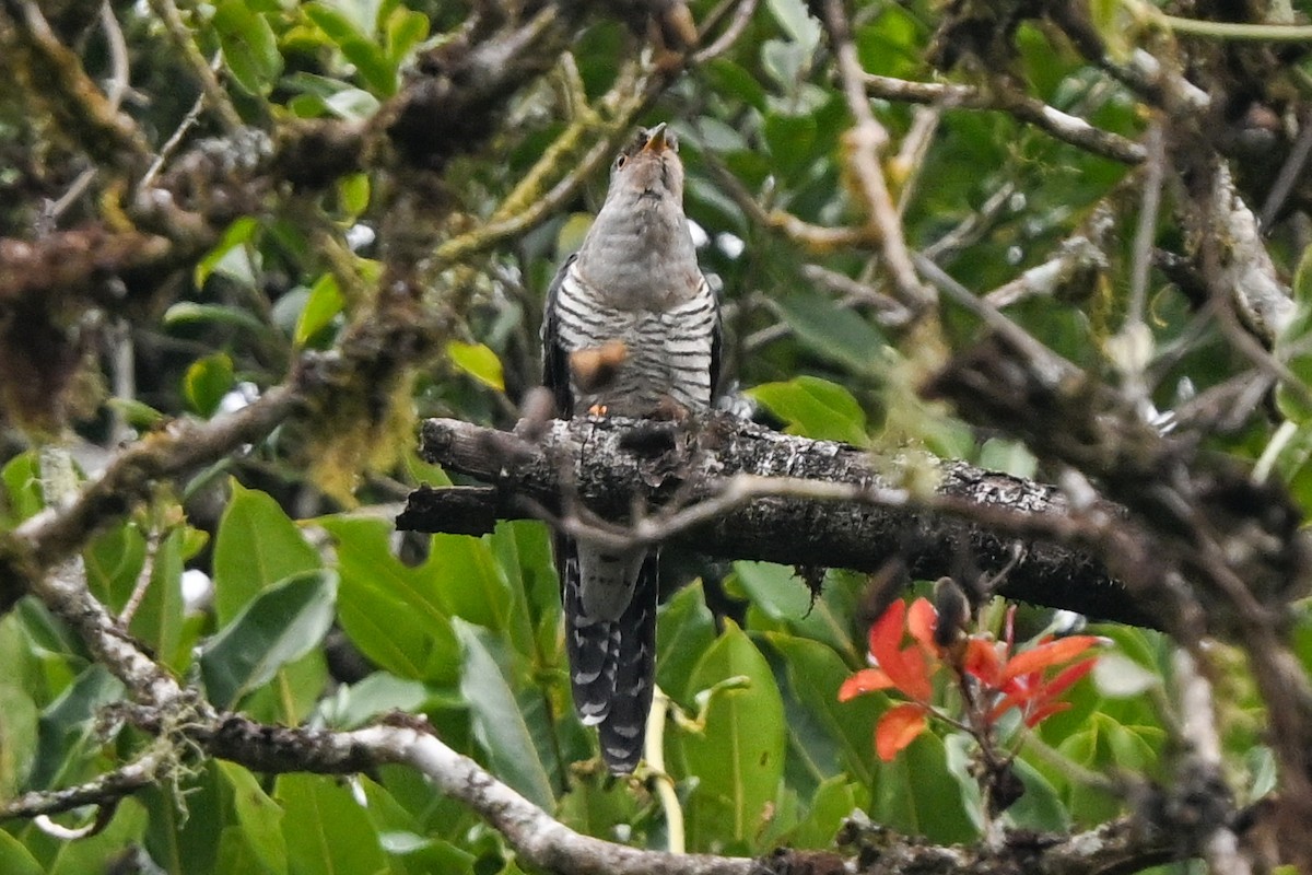 Мадагаскарская кукушка - ML645099494