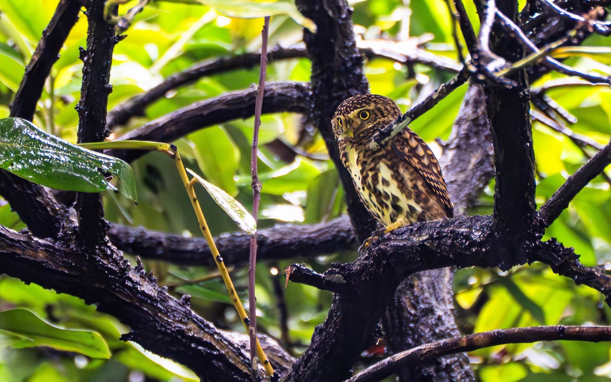 Collared Owlet - ML645099495