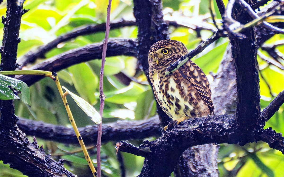 Collared Owlet - ML645099496