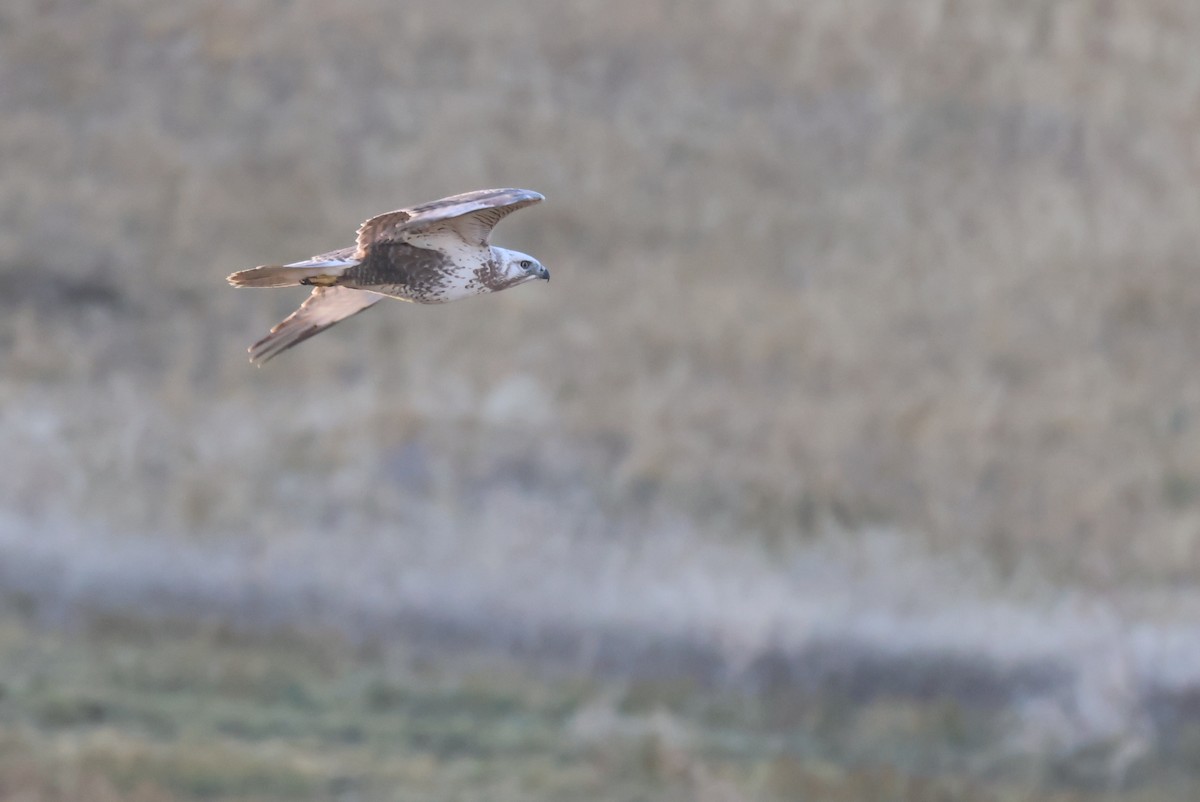 Upland Buzzard - ML645099510