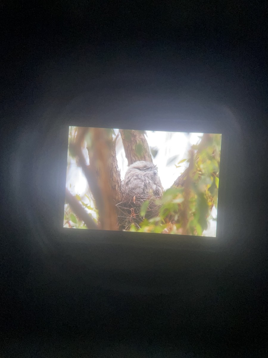 Tawny Frogmouth - ML645099528