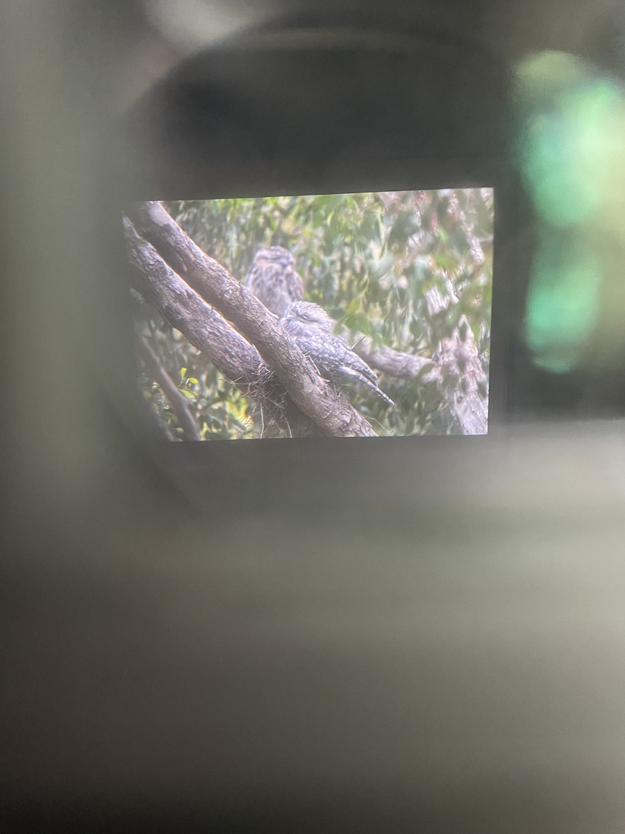 Tawny Frogmouth - ML645099529