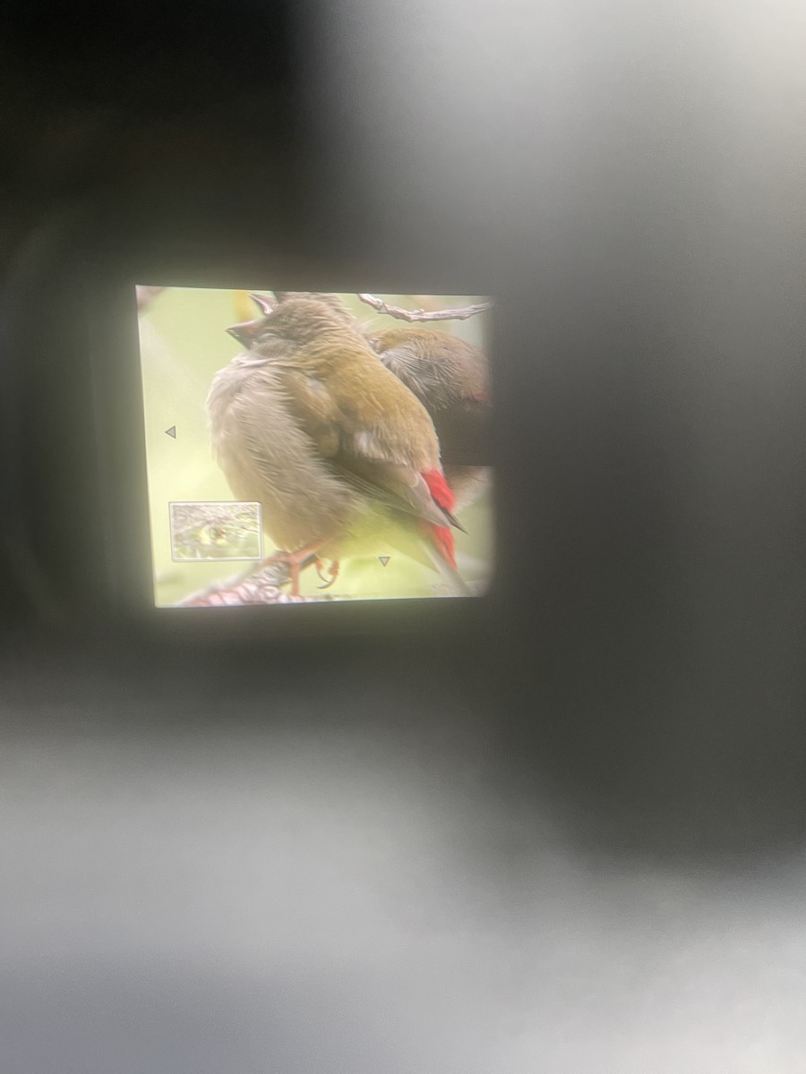 Red-browed Firetail - ML645099536